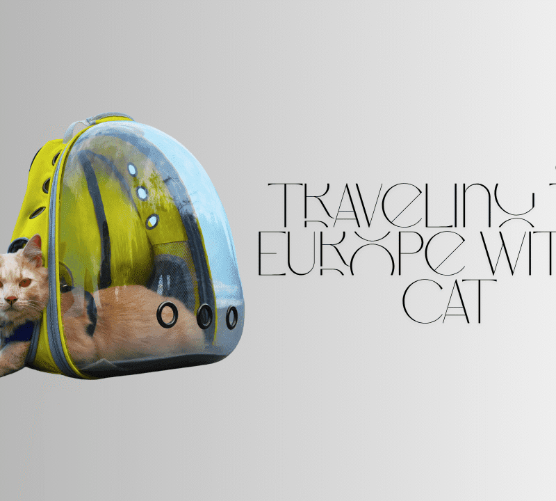 Traveling to Europe with a Cat