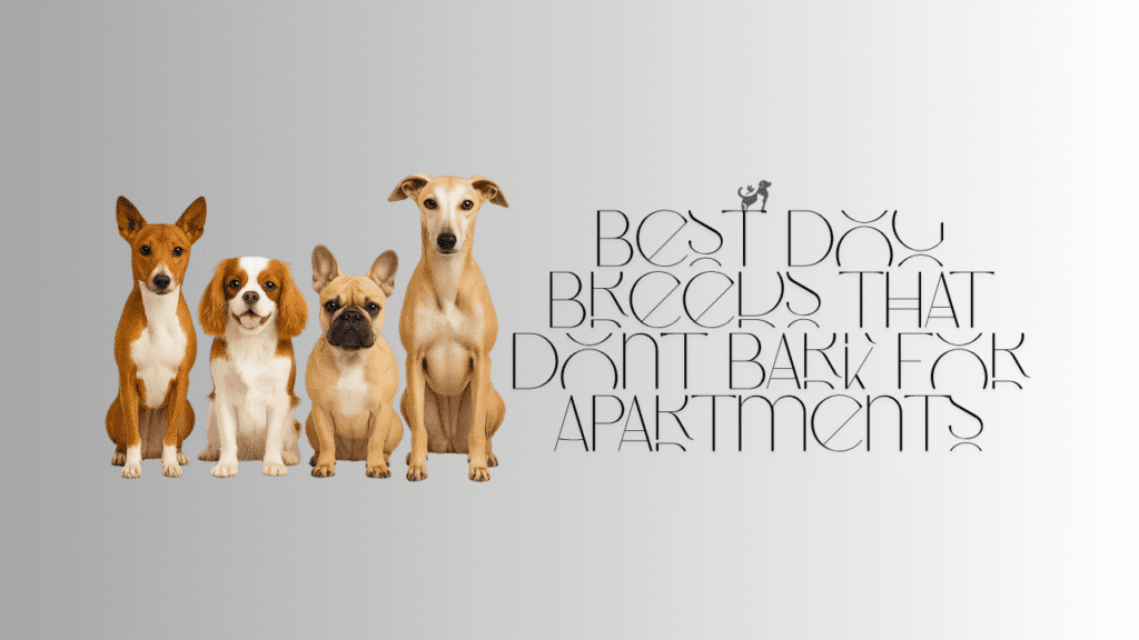 Best Dog Breeds That Don’t Bark for Apartments