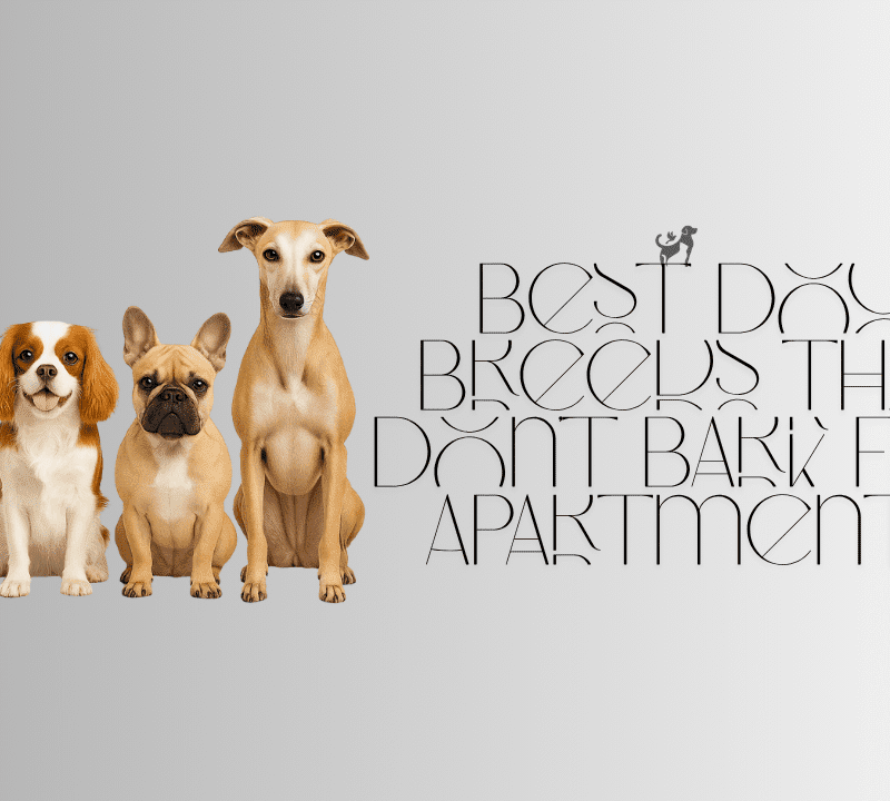 Best Dog Breeds That Don’t Bark for Apartments