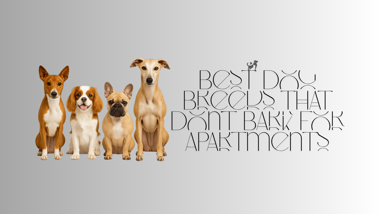 Best Dog Breeds That Don’t Bark for Apartments