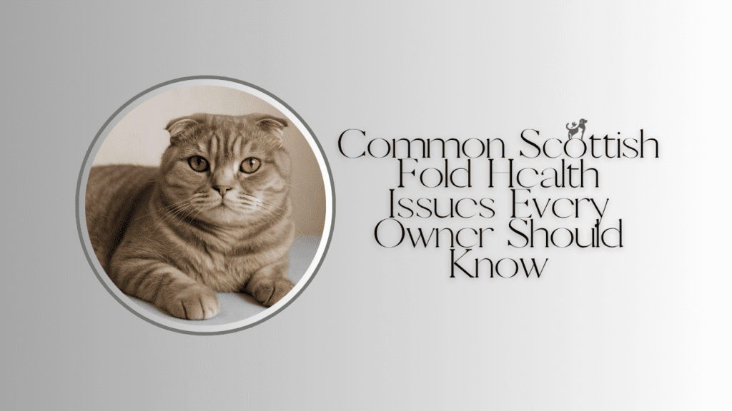 Common Scottish Fold Health Issues Every Owner Should Know