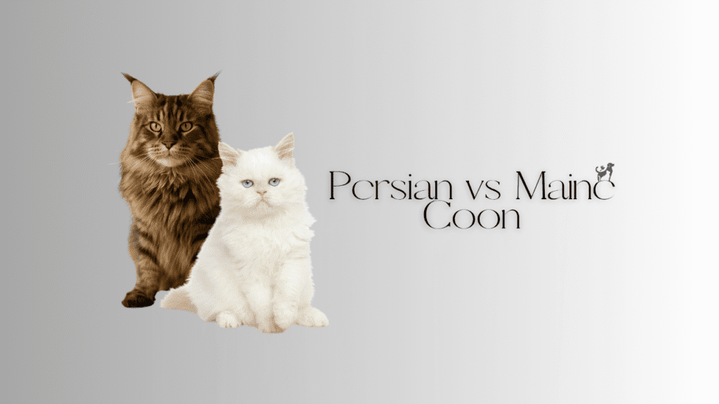 Persian vs Maine Coon