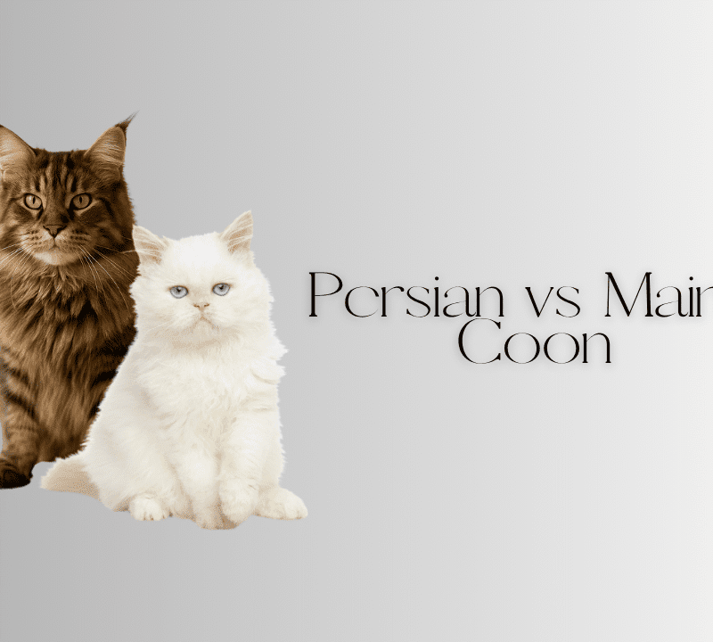 Persian vs Maine Coon