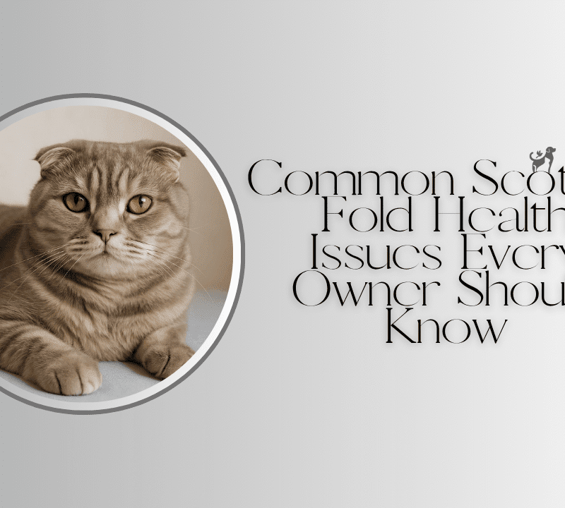 Common Scottish Fold Health Issues Every Owner Should Know