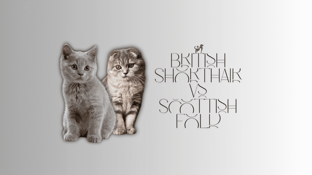 British Shorthair vs Scottish Fold