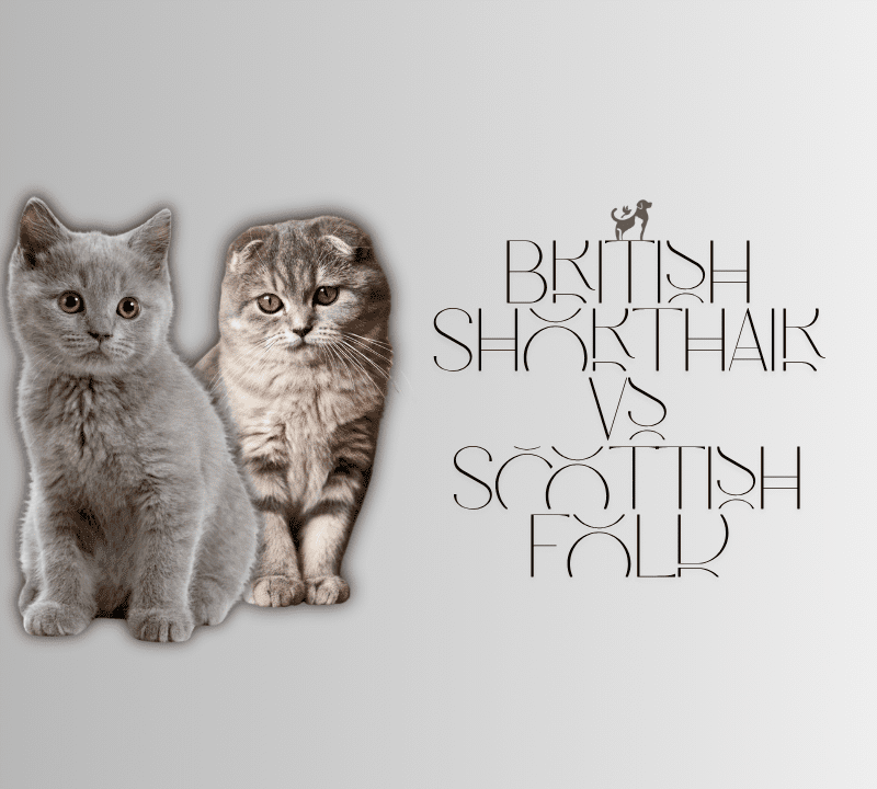 British Shorthair vs Scottish Fold