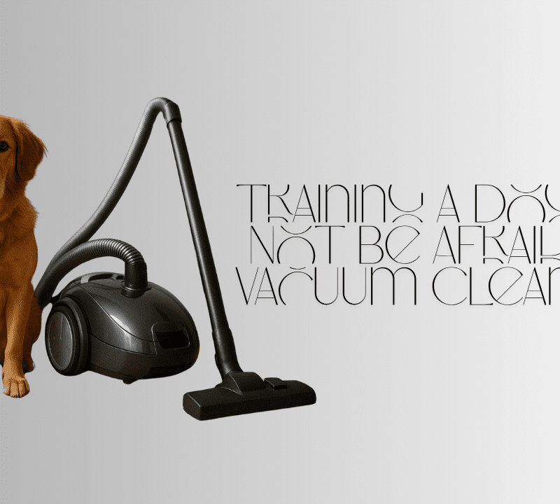 training a dog to not be afraid of vacuum