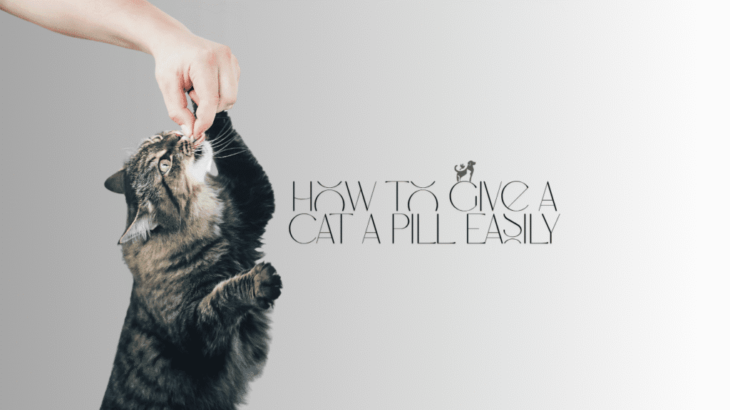 How to Give a Cat a Pill Easily