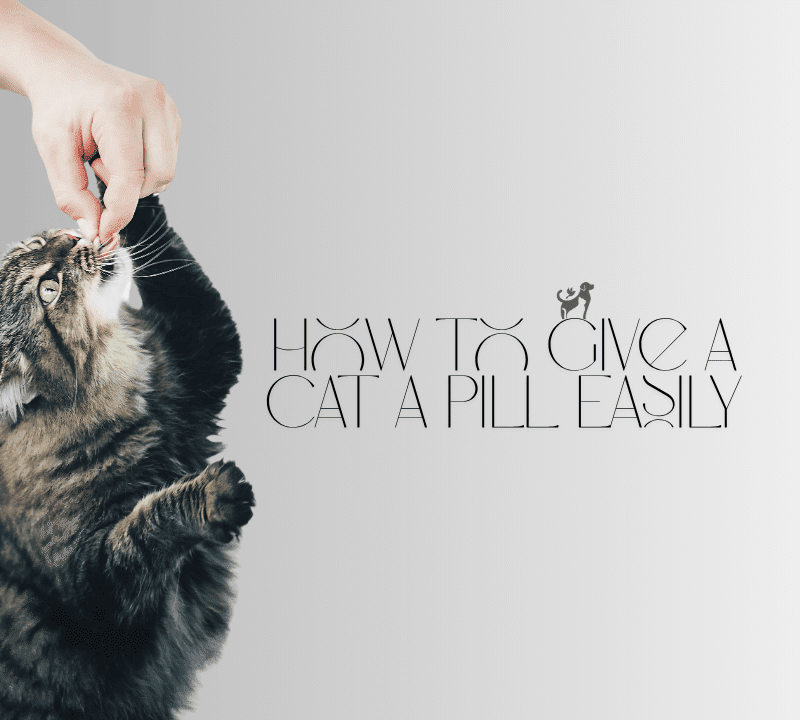 How to Give a Cat a Pill Easily