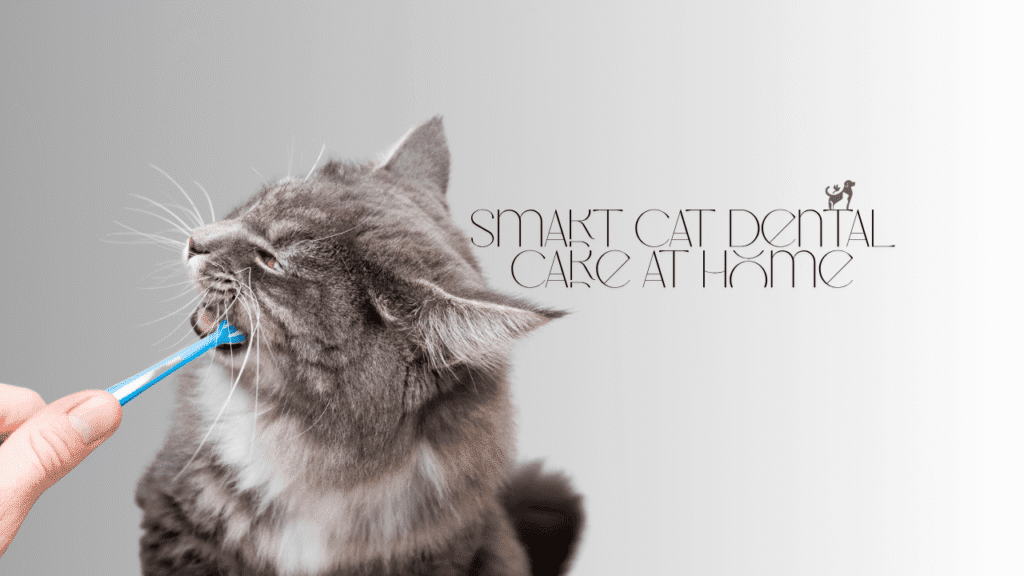 cat dental care at home