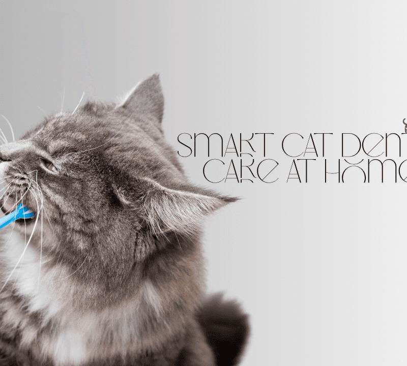 cat dental care at home