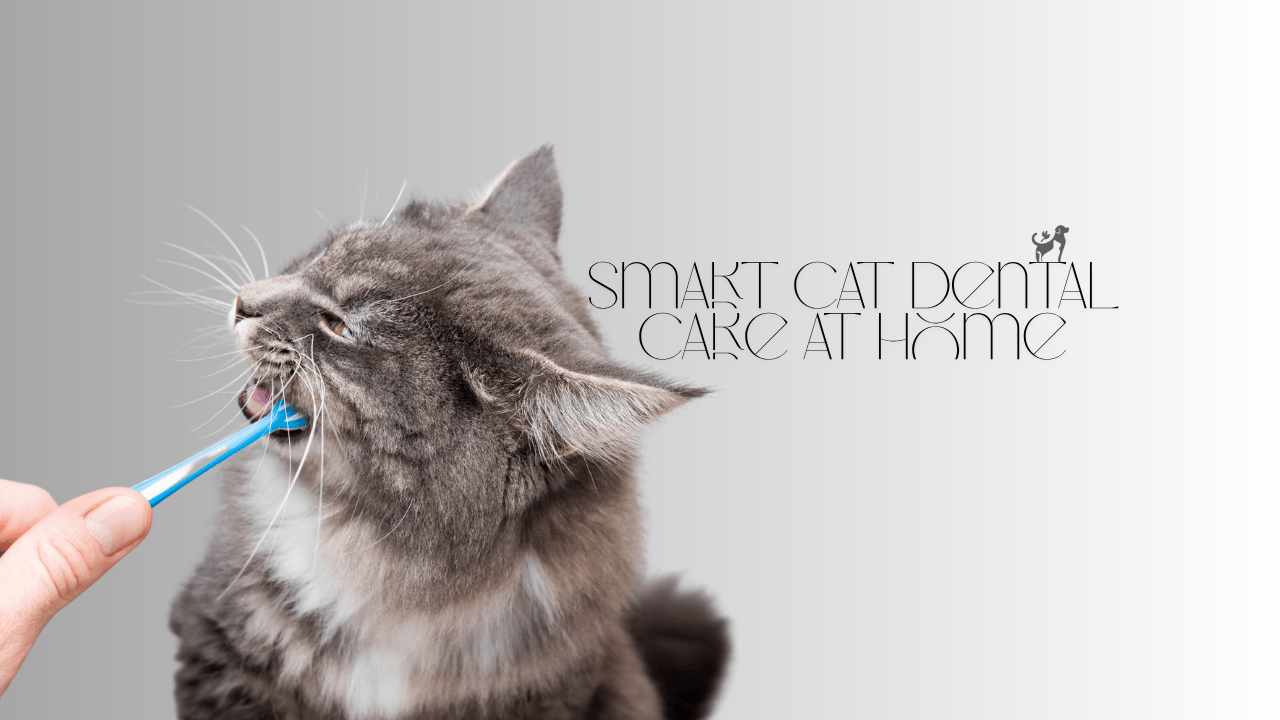 cat dental care at home