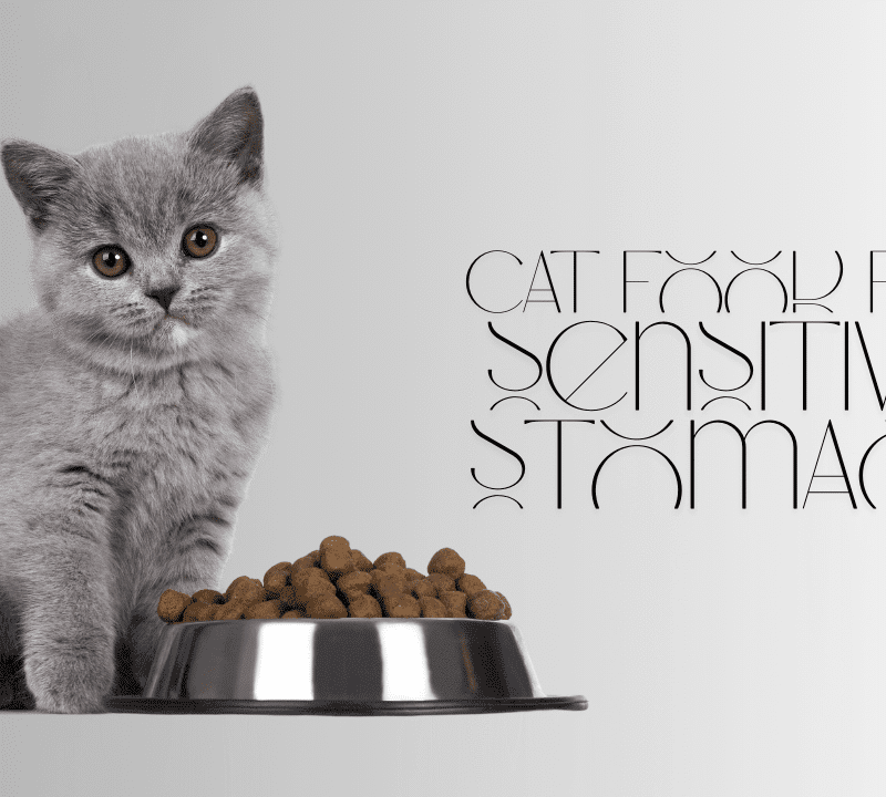 Homemade Cat Food for Sensitive Stomach
