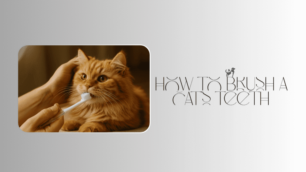 how to brush a cat’s teeth