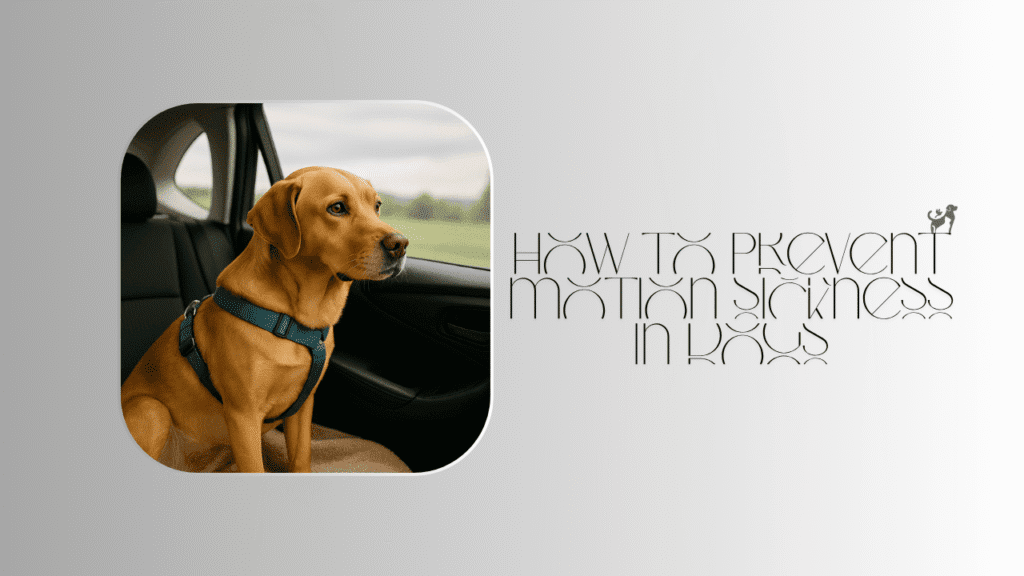 how to prevent motion sickness in dogs