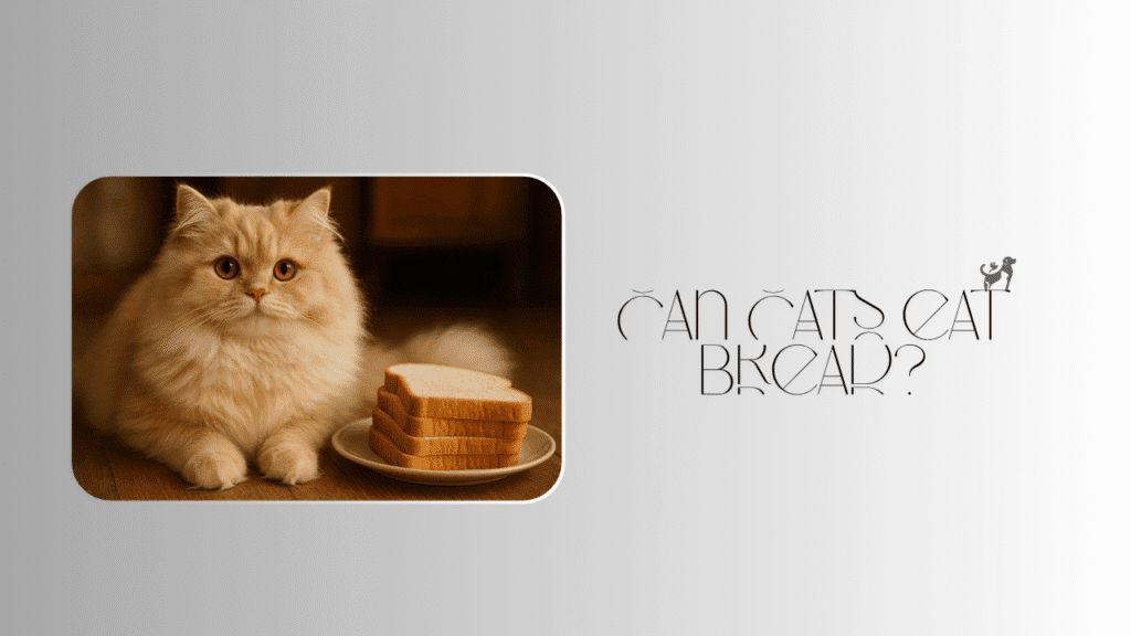 can cats eat bread?