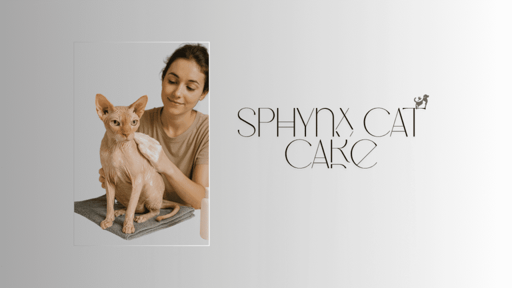 Sphynx Cat Care