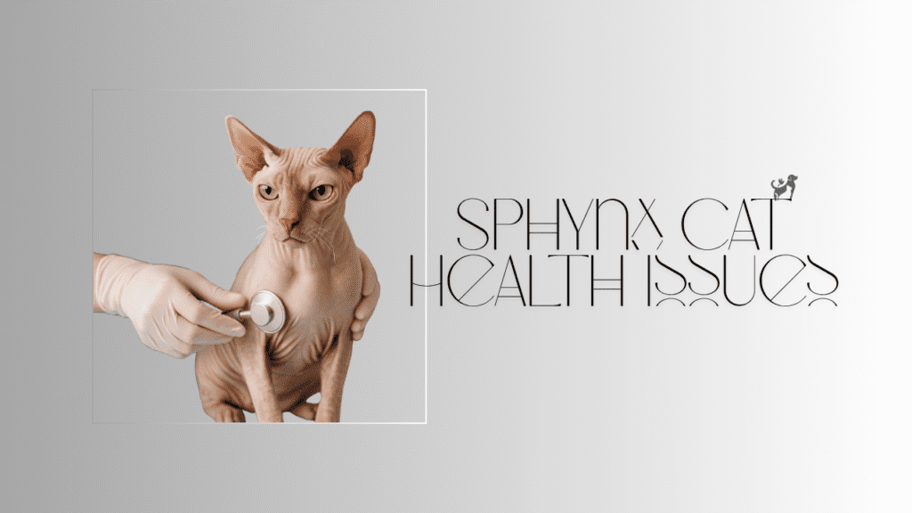 Sphynx Cat Health Issues