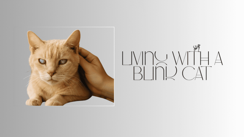 Living with a Blind Cat