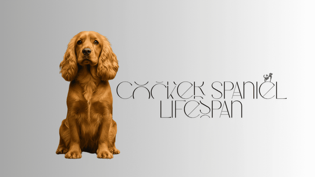 Cocker Spaniel Lifespan