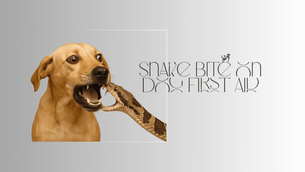 Snake Bite on Dog First Aid