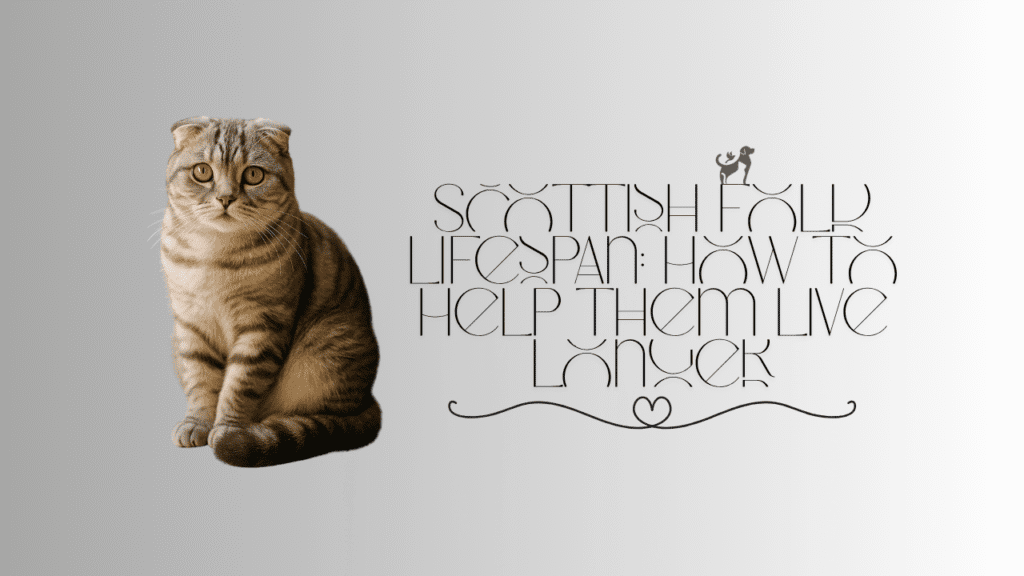 Scottish Fold lifespan